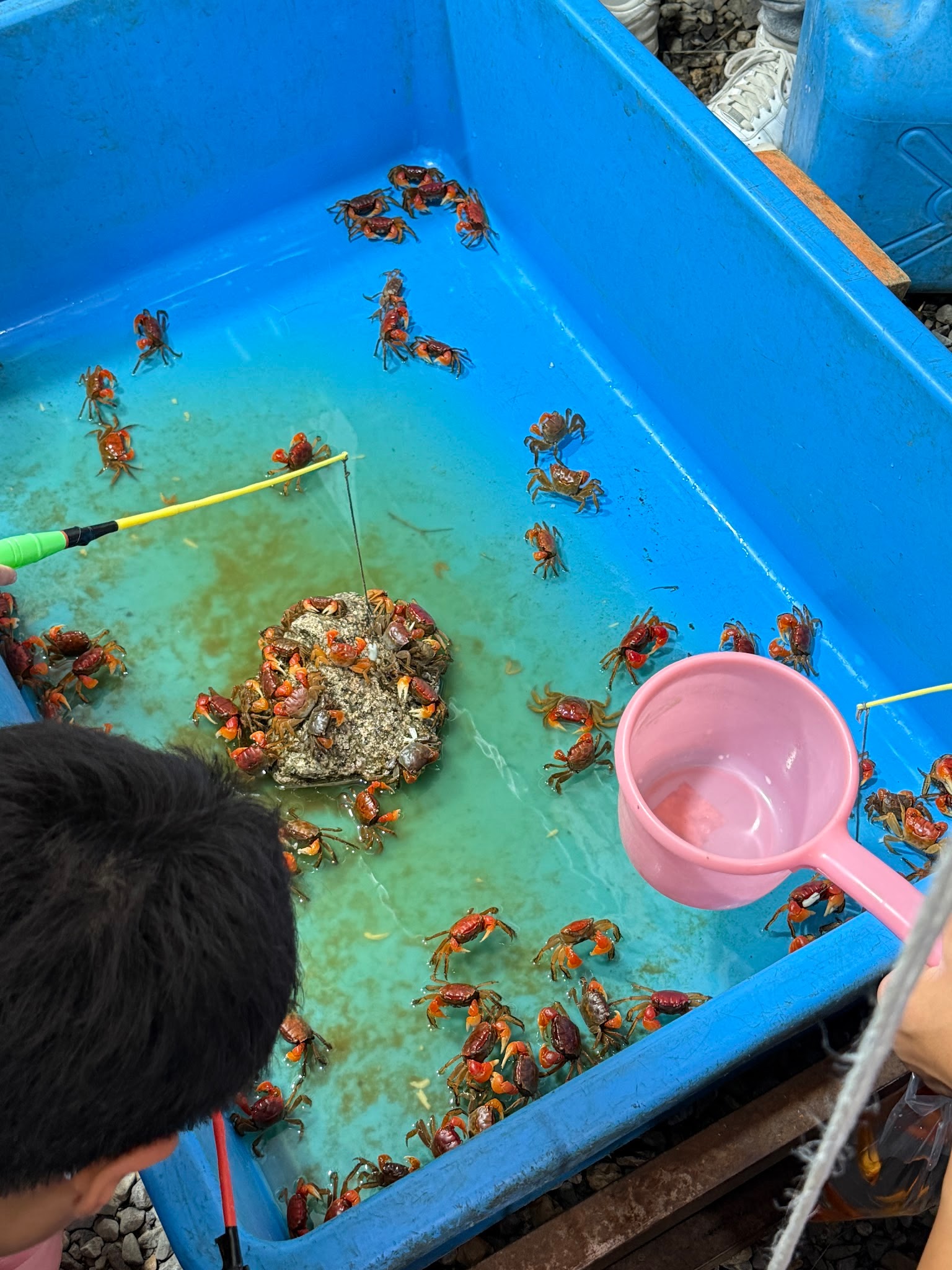藍色水槽裡有許多小螃蟹，孩子拿著釣竿與粉紅水勺嘗試釣螃蟹